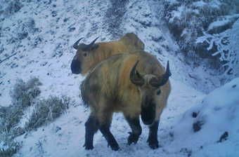 Takin (Budorcas taxicolor), An Zi He NR, China WWF / Peking University: © WWF China/An Zi He NR/Peking University / WWF-Canon